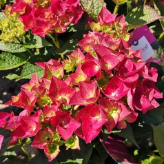 Hydrangea macrophylla Magical Sapphire / Hortensia