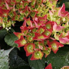 Hydrangea macrophylla Magical Sapphire / Hortensia