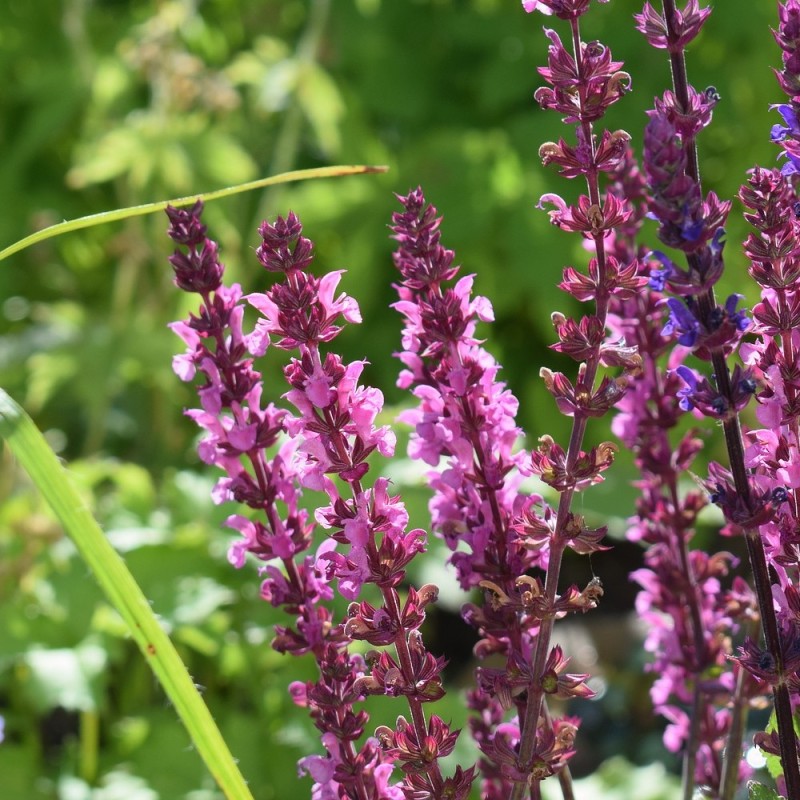 Salvia nemorosa Rose Queen - Salvie