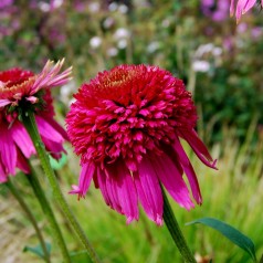 Echinacea purpurea Secret Affair - Purpursolhat