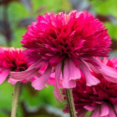 Echinacea purpurea Secret Affair - Purpursolhat