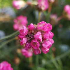 Armeria maritima Vesuvius / Engelsk Græs