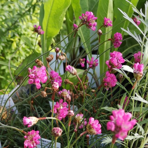 Armeria maritima Vesuvius / Engelsk Græs