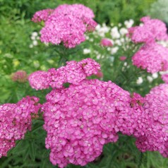 Achillea millefolium Apfelblüte - Røllike