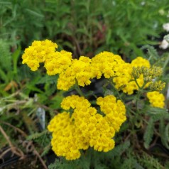 Achillea millefolium Little Moonshine - Røllike