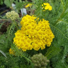 Achillea millefolium Little Moonshine - Røllike