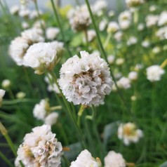 Armeria maritima Alba / Engelskgræs