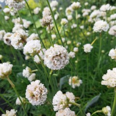 Armeria maritima Alba / Engelskgræs