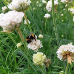 Armeria maritima Alba / Engelskgræs