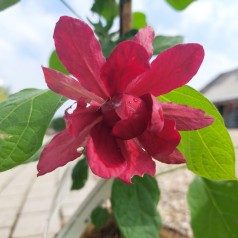 Calycanthus - Sinocalycalycanthus raulstonii Hartlage Wine - Kanelbusk