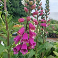 Digitalis purpurea Dalmatian Purple - Fingerbølblomst