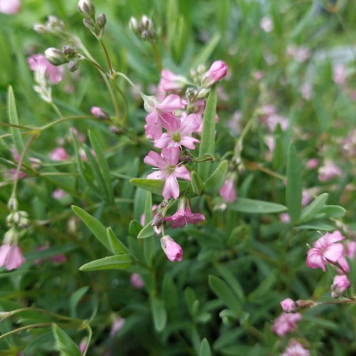 Gypsophila repens Rosea / Stenhøjsbrudeslør