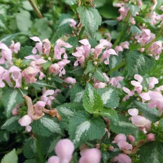 Lamium maculatum Shell Pink / Plette Tvetand