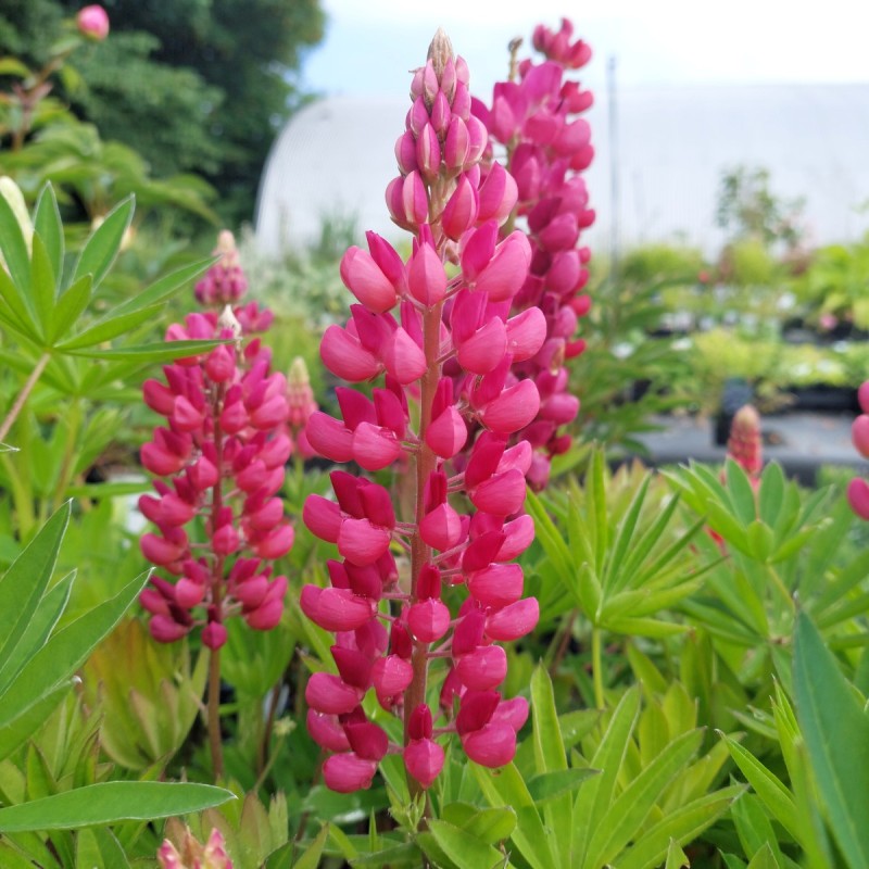 Lupinus polyphyllus Gallery Red Shades / Lupin