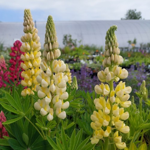 Lupinus polyphyllus Gallery Yellow / Lupin