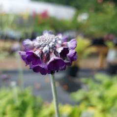 Primula capitata ssp. mooreana / Primula