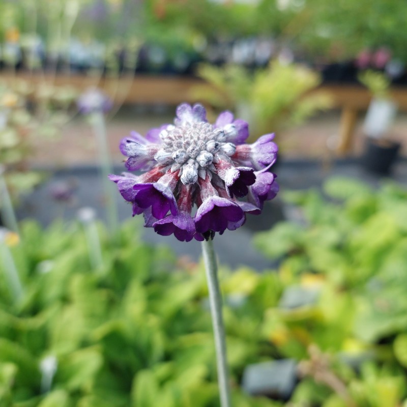 Primula capitata ssp. mooreana / Primula