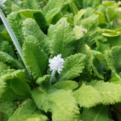 Primula capitata ssp. mooreana / Primula