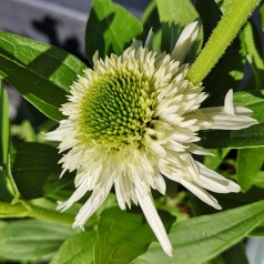 Echinacea purpurea Delicious Nougat - Purpursolhat