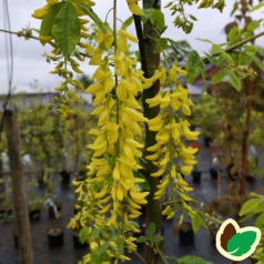 Laburnum watereri Vossii