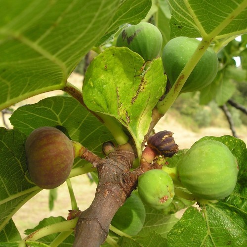 Bornholmsk Figen - Ficus carica Smyrna