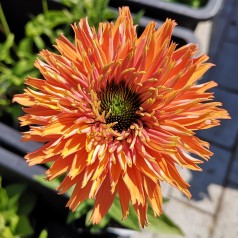 Echinacea purpurea SunSeekers Rainbow - Purpursolhat