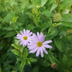 Kalimeris incisa Blue Star / Japansk asters - Skønasters