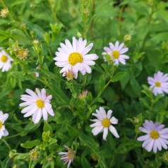 Kalimeris incisa Blue Star / Japansk asters - Skønasters