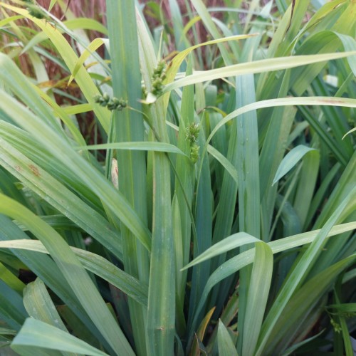 Carex laxiculmis Bunny Blue® - Star