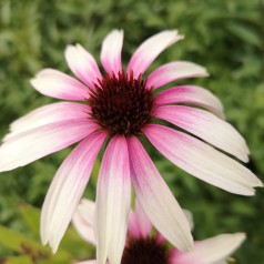 Echinacea purpurea Pretty Parasols / purpursolhat