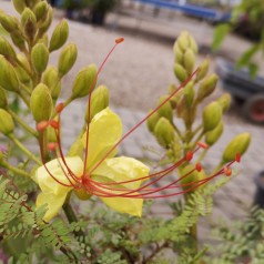 Caesalpinia gilliesii  / Bird of Paradise