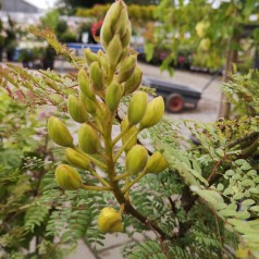 Caesalpinia gilliesii  / Bird of Paradise