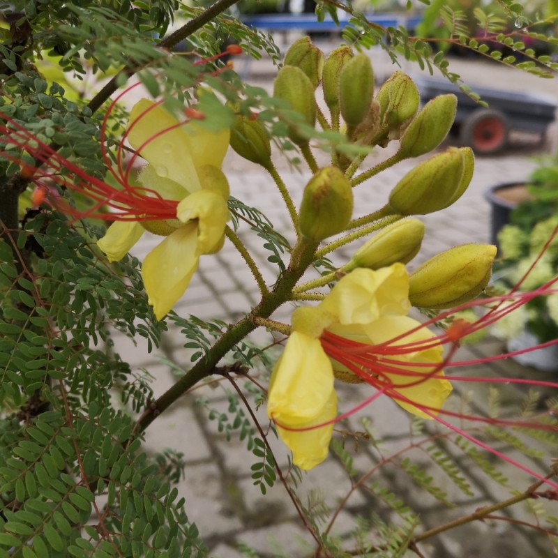 Caesalpinia gilliesii  / Bird of Paradise