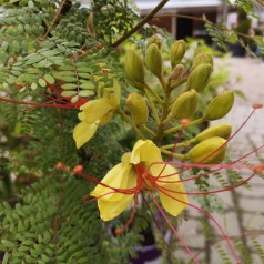 Caesalpinia gilliesii  / Bird of Paradise