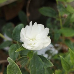 Philadelphus lemoinei Frosty Morn - Uægte Jasmin