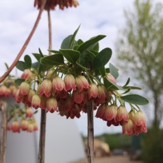 Enkianthus campanulatus - Pagodebusk