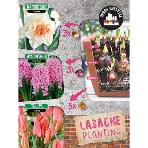 Blomsterløg mix - Pink Lasagne Mix 11 løg