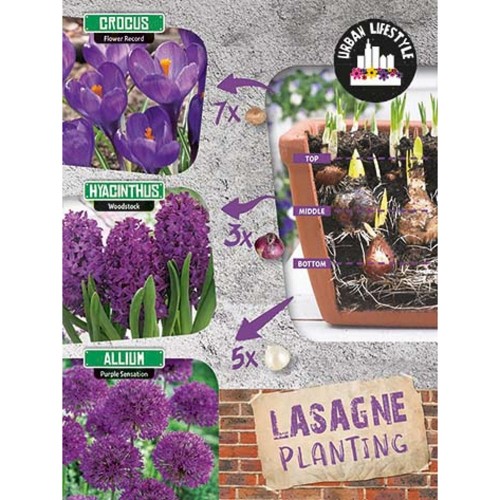 Blomsterløg mix - Purple Lasagne Mix 15 løg