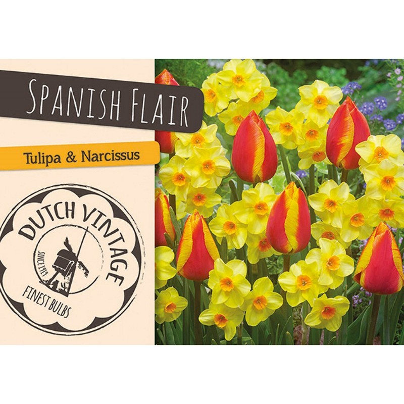 Blomsterløg mix - Spanish Flair, Dutch Vintage 15 løg