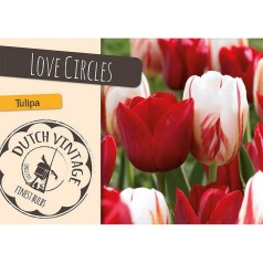 Tulipanløg - Love Circles, Dutch Vintage 15 løg