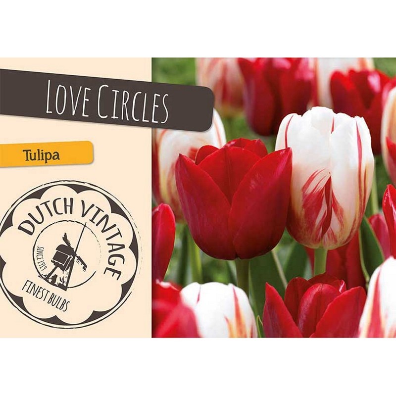 Tulipanløg mix - Love Circles, Dutch Vintage 15 løg