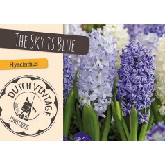 Hyacintløg - The Sky is Blue, Dutch Vintage 10 løg