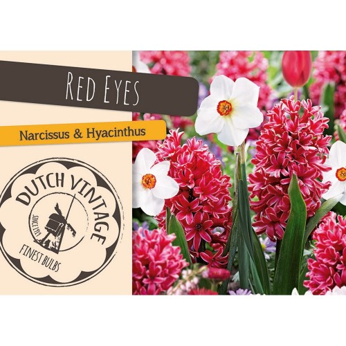 Blomsterløg mix - Red Eyes, Dutch Vintage 12 løg