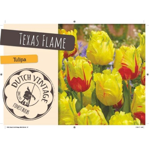 Tulipanløg - Texas Flame, Dutch Vintage 10 løg