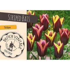 Tulipanløg - Blanding Striped Bats, Dutch Vintage 12 Løg