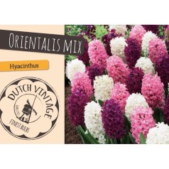 Hyacintløg - Orientalis Mix, Dutch Vintage 10 løg