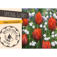 Blomsterløg mix - Spring Glory, Dutch Vintage 12 løg