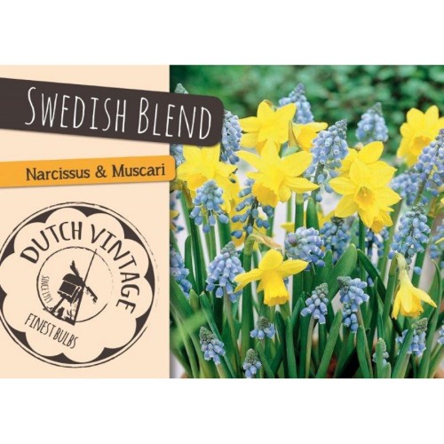 Blomsterløg mix - Swedish Blend, Dutch Vintage 30 løg