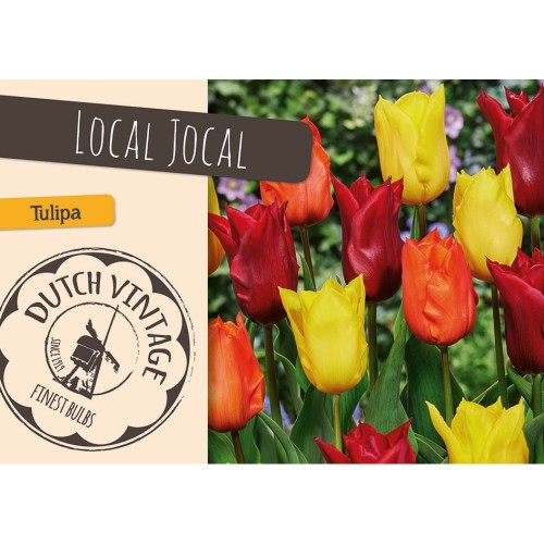 Tulipanløg - Local Jocal, Dutch Vintage 15 løg