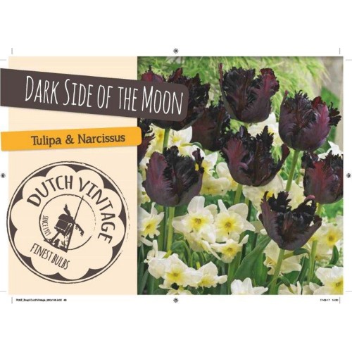 Blomsterløg mix - Dark Side of the Moon, Dutch Vintage 12 løg